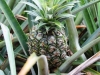 pineapples-is-a-business-in-hawaii