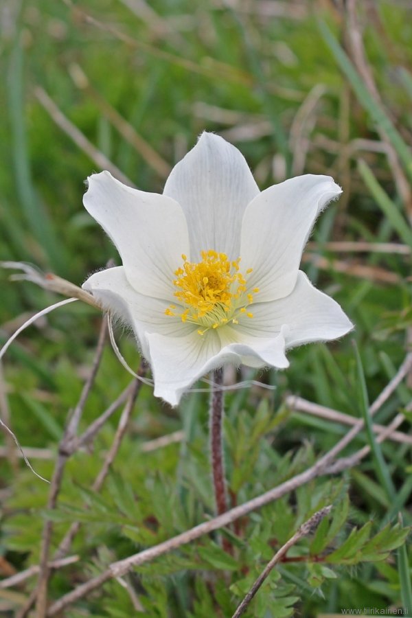 pulsatilla-alpina
