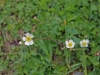 ranunculus-platanifolius