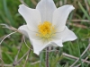 pulsatilla-alpina