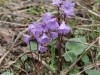 soldanella-alpina