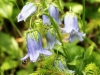 campanula-barbata