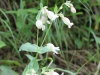 silene-vulgaris