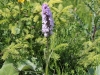 dactylorhiza-fuchsii
