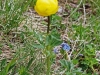 trollius-europaeus