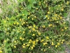 potentilla-aurea