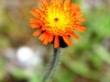crepis aurea