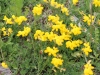 lotus-alpinus