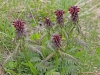 pedicularis-recutita