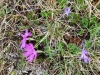 primula-integrifolia