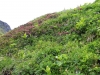 rhododendron-ferrugineum