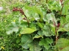 rumex-alpinus