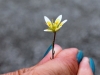 saxifraga-bryoides