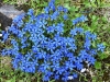 gentiana-verna