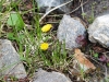 tussilago-farfara