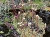 saxifraga-oppositifolia-and-saxifraga-rivularis