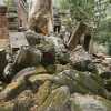 ta phrom twisted by jungle