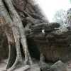 tree in ta phrom
