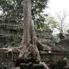 majestetic tree covering a part of Ta Phrom