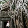 tree roots in ta phrom temple