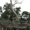 tree and wall supporting ta phrom