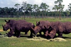 Some animal photos