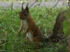 a squirrel at our courtyard