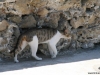 cat in iraklion crete