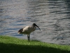 city bird in sydney