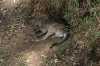 wild kangaroo in blue mountains australia