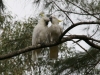 kakatoos in love in blue mountains australia