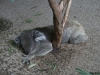 take a rest in australia