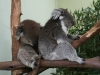 twosome koalas australia