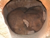 wallabies resting australia