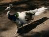 white peacock australia