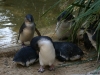 penguins in sydney
