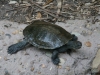 turtle in australia
