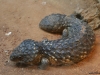 two heads maybe in australia