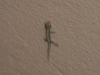 gekko in fiji