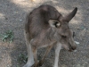 kangaroo australia