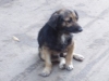 the streetdog our friend havana cuba