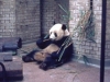 giant panda in london zoo 1977