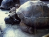 turtles in berlin zoo 1979
