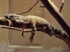 iguana berlin zoo 1979