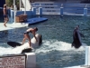 willy whale miami seaquarium 1984