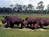 rhinos in lion country safari florida 1984