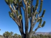 joshua-trees-grow-also-in-mojave