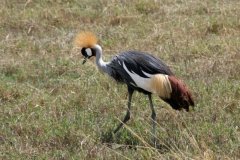 Safari with birds in Tanzania