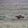 brown eagle in serengeti