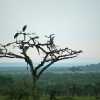 marabou storks in serengeti acacia